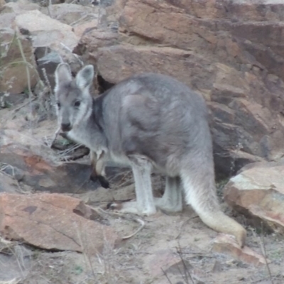 Osphranter robustus robustus (Eastern Wallaroo) at Bullen Range - 25 Jul 2018 by michaelb