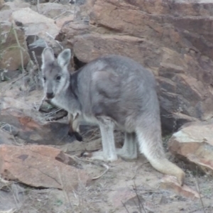 Osphranter robustus at Paddys River, ACT - 25 Jul 2018