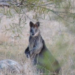 Wallabia bicolor at Bullen Range - 25 Jul 2018 06:23 PM