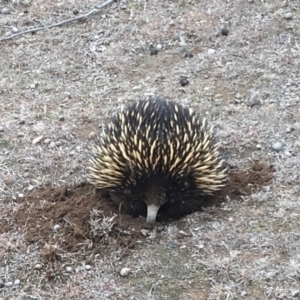 Tachyglossus aculeatus at Forde, ACT - 6 Aug 2018