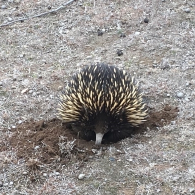 Tachyglossus aculeatus (Short-beaked Echidna) at Forde, ACT - 6 Aug 2018 by Mothy