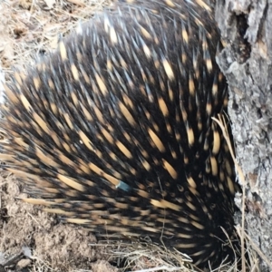 Tachyglossus aculeatus at Gungahlin, ACT - 6 Aug 2018