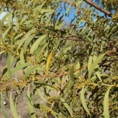 Acacia rubida (Red-stemmed Wattle, Red-leaved Wattle) at O'Malley, ACT - 7 Aug 2018 by Mike