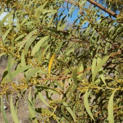 Acacia rubida (Red-stemmed Wattle, Red-leaved Wattle) at Mount Mugga Mugga - 7 Aug 2018 by Mike