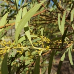 Acacia rubida at O'Malley, ACT - 7 Aug 2018 02:13 PM