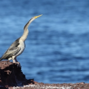 Anhinga novaehollandiae at Merimbula, NSW - 7 Aug 2018 09:10 AM