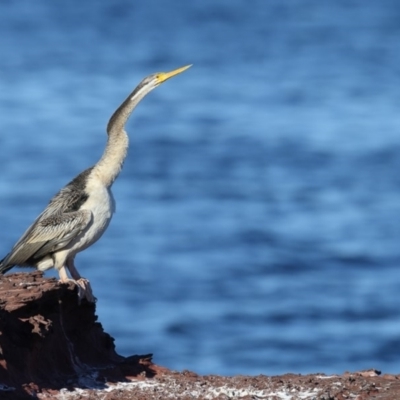 Anhinga novaehollandiae (Australasian Darter) at Merimbula, NSW - 6 Aug 2018 by Leo