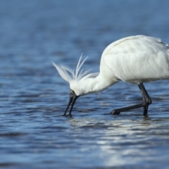 Platalea regia (Royal Spoonbill) at Merimbula, NSW - 6 Aug 2018 by Leo