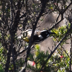 Phylidonyris novaehollandiae (New Holland Honeyeater) at Fyshwick, ACT - 5 Aug 2018 by MatthewFrawley