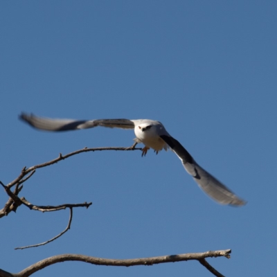 Elanus axillaris (Black-shouldered Kite) at Fyshwick, ACT - 5 Aug 2018 by MatthewFrawley