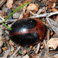 Dicranosterna immaculata (Acacia leaf beetle) at Cotter Reserve - 4 Aug 2018 by Harrisi