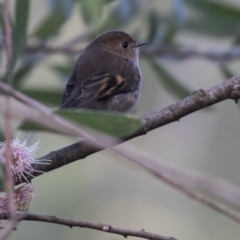 Petroica rodinogaster (Pink Robin) at ANBG - 7 Aug 2018 by AlisonMilton