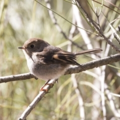 Petroica rodinogaster at Acton, ACT - 7 Aug 2018 11:07 AM