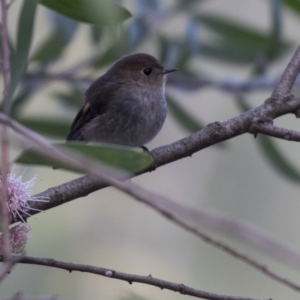 Petroica rodinogaster at Acton, ACT - 7 Aug 2018