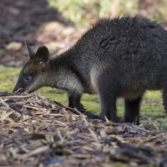 Wallabia bicolor (Swamp Wallaby) at ANBG - 6 Aug 2018 by Alison Milton