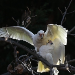 Cacatua tenuirostris X sanguinea (Long-billed X Little Corella (Hybrid)) at Phillip, ACT - 7 Aug 2018 by AlisonMilton