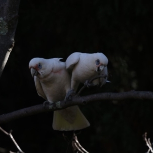 Cacatua tenuirostris X sanguinea at Phillip, ACT - 7 Aug 2018 01:28 PM