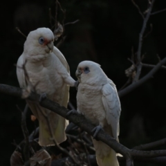 Cacatua tenuirostris X sanguinea at Phillip, ACT - 7 Aug 2018