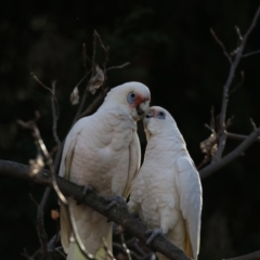 Cacatua tenuirostris X sanguinea at Phillip, ACT - 7 Aug 2018 01:28 PM