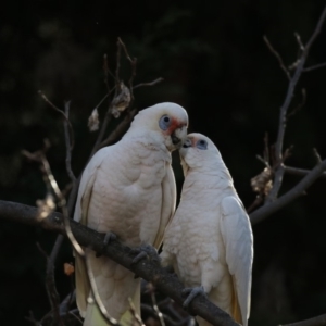 Cacatua tenuirostris X sanguinea at Phillip, ACT - 7 Aug 2018