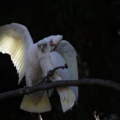 Cacatua tenuirostris X sanguinea at Phillip, ACT - 7 Aug 2018