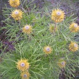 Isopogon anethifolius at Ulladulla, NSW - 18 Oct 2010 06:28 PM