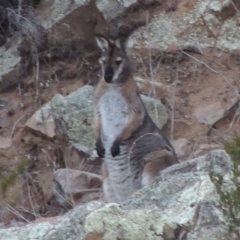 Notamacropus rufogriseus (Red-necked Wallaby) at Paddys River, ACT - 25 Jul 2018 by michaelb