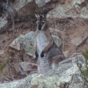 Notamacropus rufogriseus at Paddys River, ACT - 25 Jul 2018