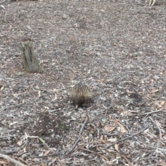 Tachyglossus aculeatus (Short-beaked Echidna) at Mulligans Flat - 8 Aug 2018 by Mothy