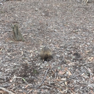 Tachyglossus aculeatus at Gungahlin, ACT - 8 Aug 2018