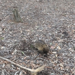 Tachyglossus aculeatus at Gungahlin, ACT - 8 Aug 2018