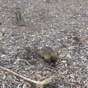 Tachyglossus aculeatus at Gungahlin, ACT - 8 Aug 2018 09:26 AM