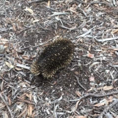 Tachyglossus aculeatus at Gungahlin, ACT - 8 Aug 2018 09:26 AM