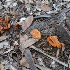 Trametes (old Pycnoporus sp.) (Scarlet Bracket) at Red Hill Nature Reserve - 8 Aug 2018 by JackyF