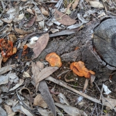 Trametes (old Pycnoporus sp.) at Hughes, ACT - 8 Aug 2018 04:41 PM