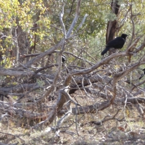 Corcorax melanorhamphos at Hughes, ACT - 7 Aug 2018