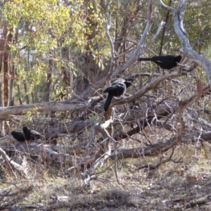 Corcorax melanorhamphos at Hughes, ACT - 7 Aug 2018