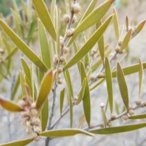 Acacia lanigera var. lanigera at Jerrabomberra, ACT - 8 Aug 2018 03:06 PM