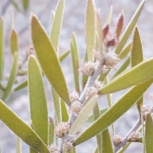 Acacia lanigera var. lanigera at Jerrabomberra, ACT - 8 Aug 2018