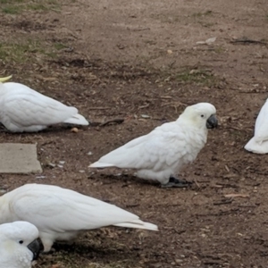 Cacatua galerita at Hughes, ACT - 8 Aug 2018 02:14 PM