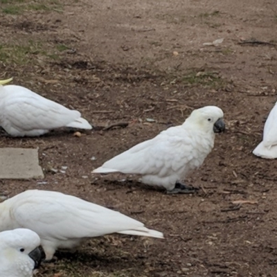 Cacatua galerita (Sulphur-crested Cockatoo) at Hughes, ACT - 8 Aug 2018 by JackyF