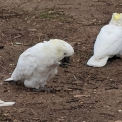 Cacatua galerita at Hughes, ACT - 8 Aug 2018 02:14 PM