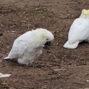 Cacatua galerita at Hughes, ACT - 8 Aug 2018 02:14 PM