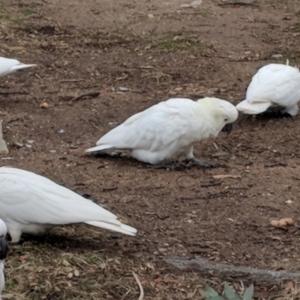 Cacatua galerita at Hughes, ACT - 8 Aug 2018 02:14 PM