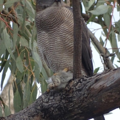 Tachyspiza fasciata (Brown Goshawk) at Red Hill, ACT - 7 Aug 2018 by roymcd