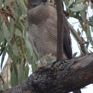 Accipiter fasciatus at Red Hill, ACT - 7 Aug 2018