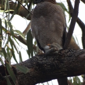Accipiter fasciatus at Red Hill, ACT - 7 Aug 2018