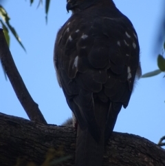 Accipiter fasciatus at Red Hill, ACT - 7 Aug 2018