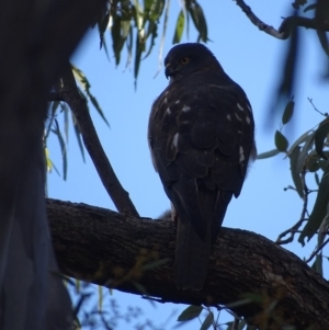 Accipiter fasciatus at Red Hill, ACT - 7 Aug 2018