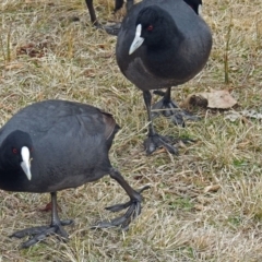 Fulica atra (Eurasian Coot) at Point Hut Pond - 8 Aug 2018 by RodDeb